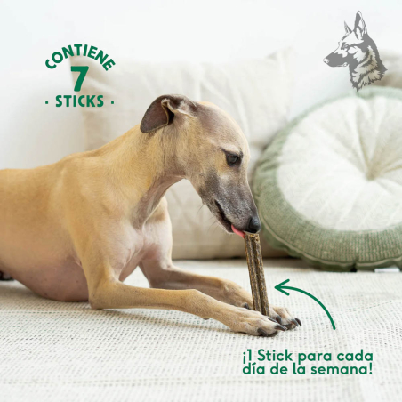 Perro Whippet disfrutando de un stick dental sobre una alfombra, con el mensaje "¡Un stick para cada día de la semana!" destacan