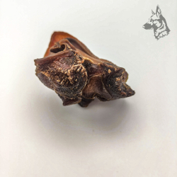 Cartílago Nasal de Vacuno 2