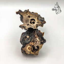 Cuello de ciervo 2